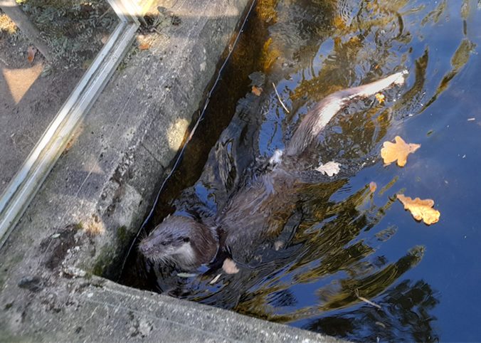 otter swimming in pond