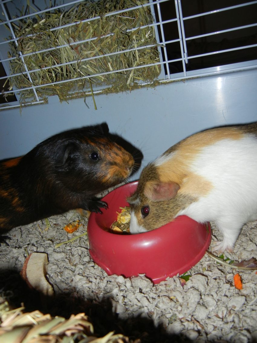 two guinea pigs eating