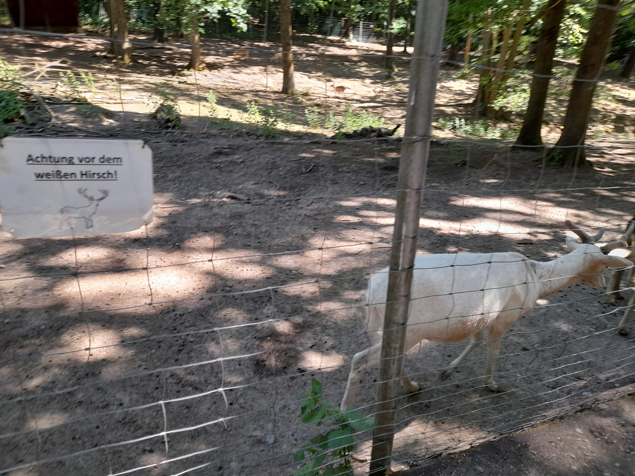 albino buck