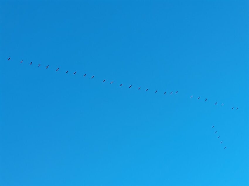 cranes flying south