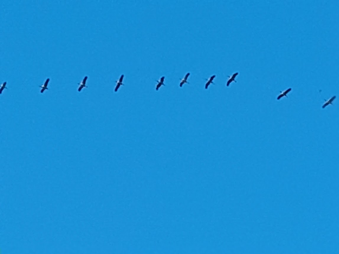 cranes flying south