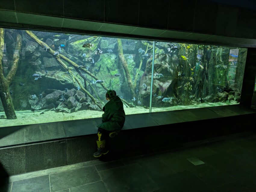 boy visiting aquarium