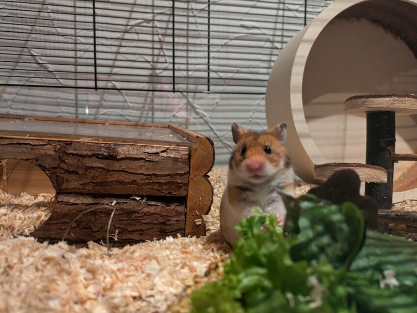 golden hamster with salad